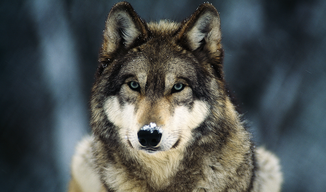 מדינת וושינגטון תהרוג להקת זאבים כדי להגן על רווחי בוקרים