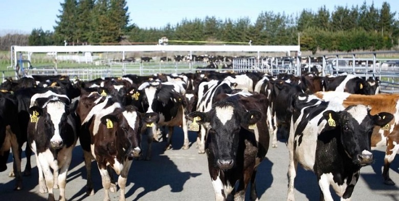 ניו זילנד: ענף התיירות רווחי יותר מתעשיית החלב