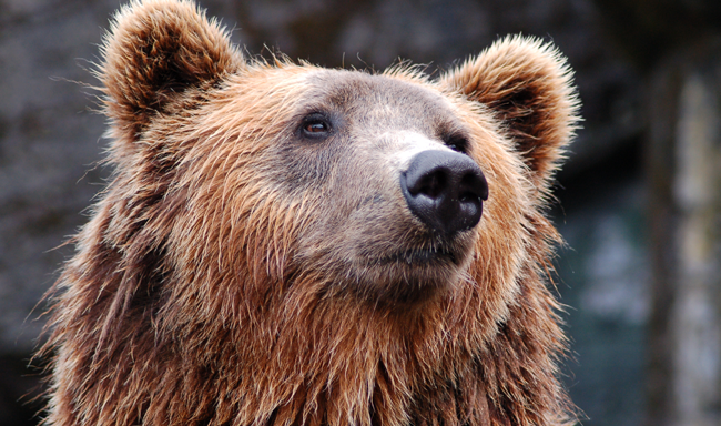 ויאטנאם: סוף לחוות דובים