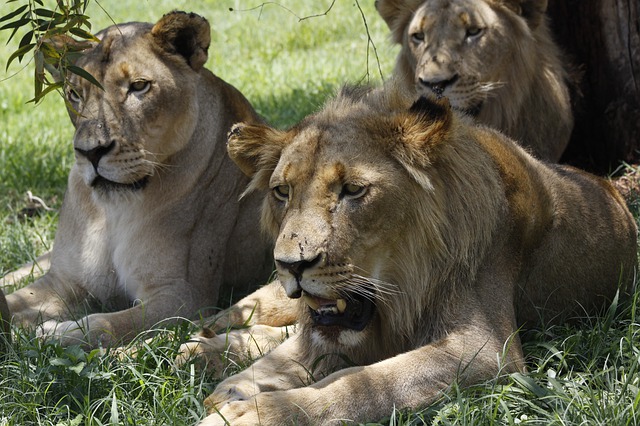 דרום אפריקה: אריות טרפו צייד למוות
