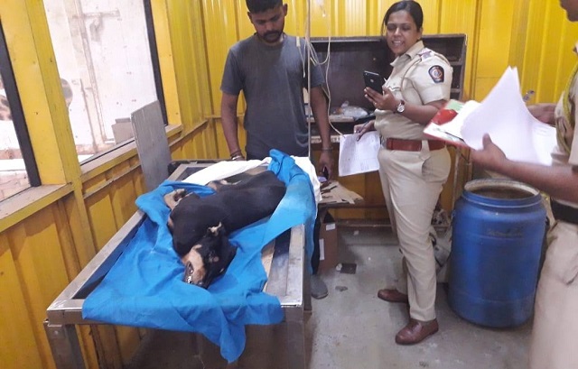 מומבאי: כלב נאנס לכאורה על ידי ארבעה גברים ומת